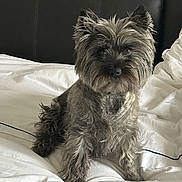 Tess Calvez Erchoff a rejoint le concours — aidez-le/la à gagner de superbes lots ! animal, attention, bed, canine, companion, cozy, cute, dog, domestic, fur, fur_texture, furry, headboard, indoor, looking, pet, scruffy, sitting, small_dog, white_bedspread