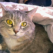 Meow Meow joined the competition — help win amazing prizes! cat, tabby_cat, pet, animal, close_up, golden_eyes, whiskers, fur, blanket, cozy, indoor, resting, cute, face, looking_at_camera, sleepy, domestic_cat, soft_light, relaxed, ears