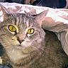 cat, tabby_cat, pet, animal, close_up, golden_eyes, whiskers, fur, blanket, cozy, indoor, resting, cute, face, looking_at_camera, sleepy, domestic_cat, soft_light, relaxed, ears