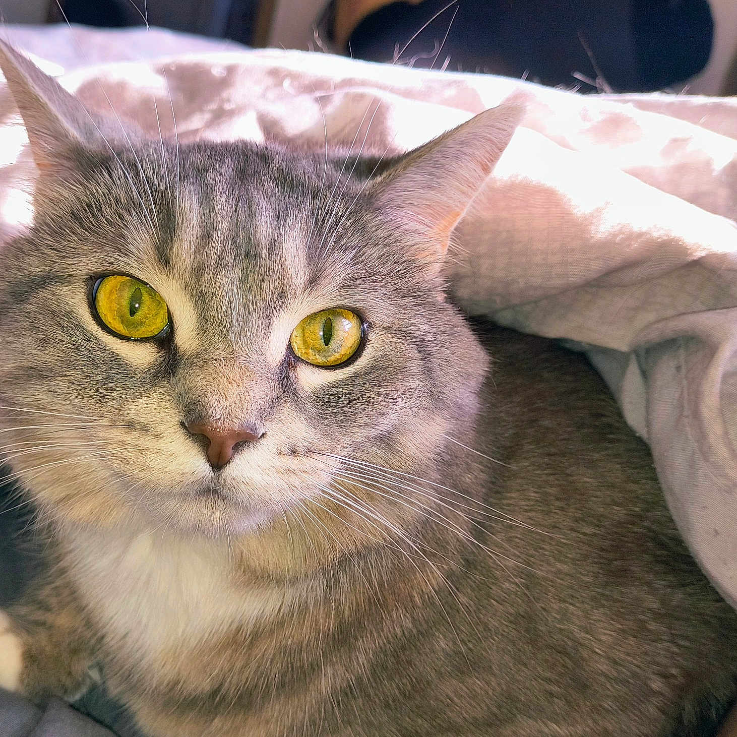 Meow Meow joined the competition — help win amazing prizes! cat, tabby_cat, pet, animal, close_up, golden_eyes, whiskers, fur, blanket, cozy, indoor, resting, cute, face, looking_at_camera, sleepy, domestic_cat, soft_light, relaxed, ears