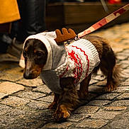 Largo participe au concours pour gagner de l'argent avec cette photo : antlers, autumn, brown_dog, cobblestone, cute, dachshund, dog, festive, holiday_costume, leash, outdoor, pants, people, pet, shoes, small_dog, street, sweater, walking, warm_clothing