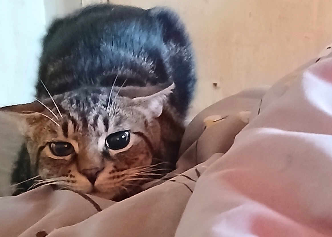 Little Dude
