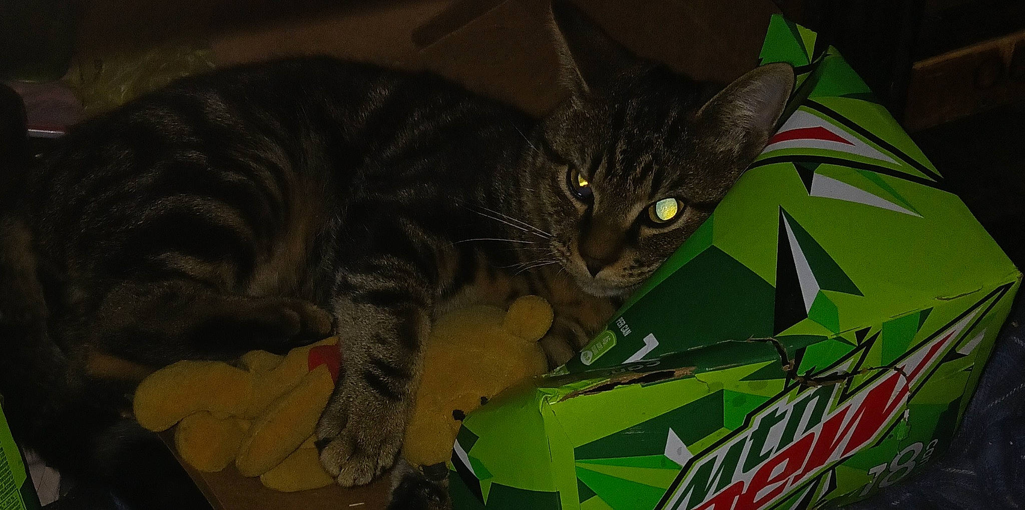 Little Dude is registered to the contest to win money with this photo: box, carnivore, cat, claw, darkness, domestic_short_haired_cat, felidae, fur, grass, night, organism, paw, photo_caption, small_to_medium_sized_cats, snout, tail, terrestrial_animal, whiskers, wildlife