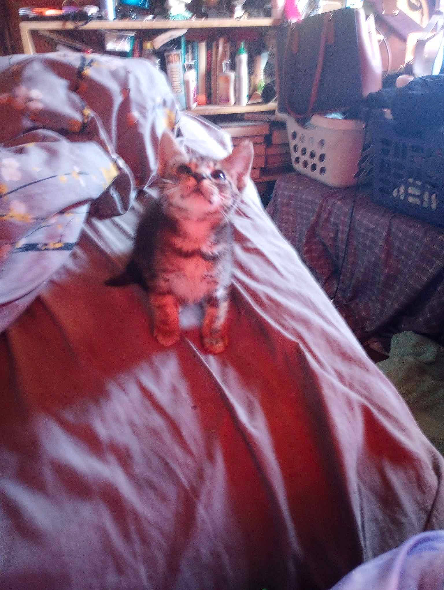 Little Dude joined the competition — help win amazing prizes! bedding, bedroom, carnivore, cat, comfort, companion_dog, event, felidae, fun, fur, human_leg, linens, magenta, pink, room, shelf, small_to_medium_sized_cats, sportswear, textile, whiskers