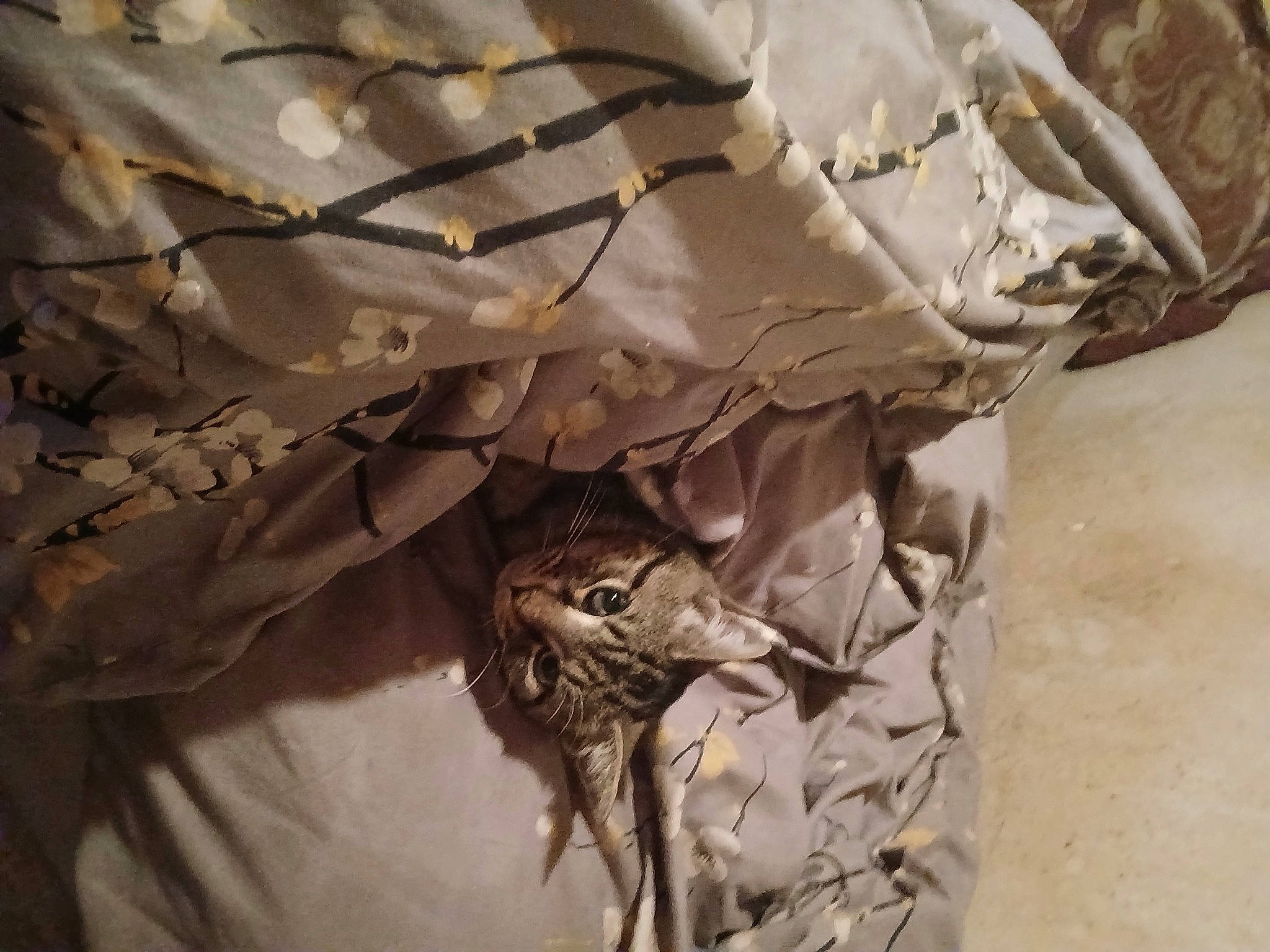 Little Dude joined the competition — help win amazing prizes! amphibian, beak, bird, bird_of_prey, feather, felidae, fur, houseplant, metal, military_camouflage, pattern, perching_bird, plant, plant_stem, reptile, tints_and_shades, twig, wildlife, wing, wood