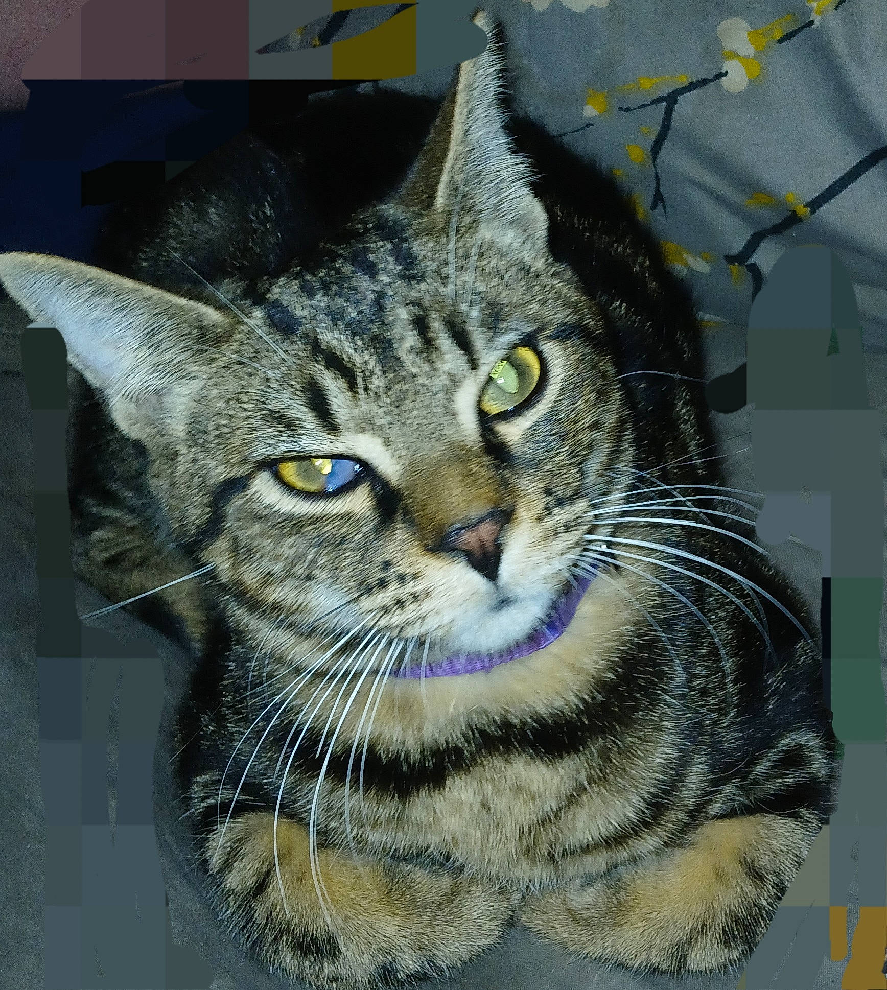 Little Dude is registered to the contest to win money with this photo: art, bobcat, carnivore, cat, domestic_short_haired_cat, felidae, fur, illustration, organism, paint, rectangle, small_to_medium_sized_cats, snout, terrestrial_animal, visual_arts, whiskers, wildlife, window