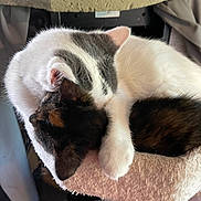 Tiny joined the competition — help win amazing prizes! animal, cat, cat_tree, cats, companion, cozy, cuddle, cute, feline, fur, gray_cat, indoor, paw, pet, resting, sleeping, snuggling, soft, tortoiseshell_cat, white_cat