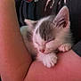 Tiny is registered to the contest to win money with this photo: animal, arm, cat, closeup, comfort, cozy, cute, domestic_animal, fur, gray, indoor, kitten, paw, person, pet, relaxation, resting, skin, sleeping, white