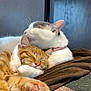 Tiny is registered to the contest to win money with this photo: affection, bed, blanket, cat, closeup, comfort, cozy, cuddling, feline, glasses, hat, indoor, orange_cat, paw, person, pet, resting, sleeping, video_call, white_cat