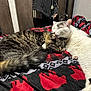 animal, black, blanket, cat, cats, companion, cozy, cute, friendship, fur, grooming, indoor, patterned_blanket, pet, red, relaxed, sleeping, snuggling, tabby_cat, white_cat