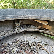Tigger is registered to the contest to win money with this photo: cat, tabby_cat, animal, outdoor, tire, leaves, nature, concrete, resting, curious, feline, greenery, sunlight, shadows, relaxed, wildlife, texture, environment, daylight, rustic