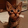 Tigger is registered to the contest to win money with this photo: kitten, tabby, cat, indoor, close_up, curious, blurred_background, white_cloth, floor, furniture, pet, animal, young, cute, ears, whiskers, eyes, fur, small, domestic