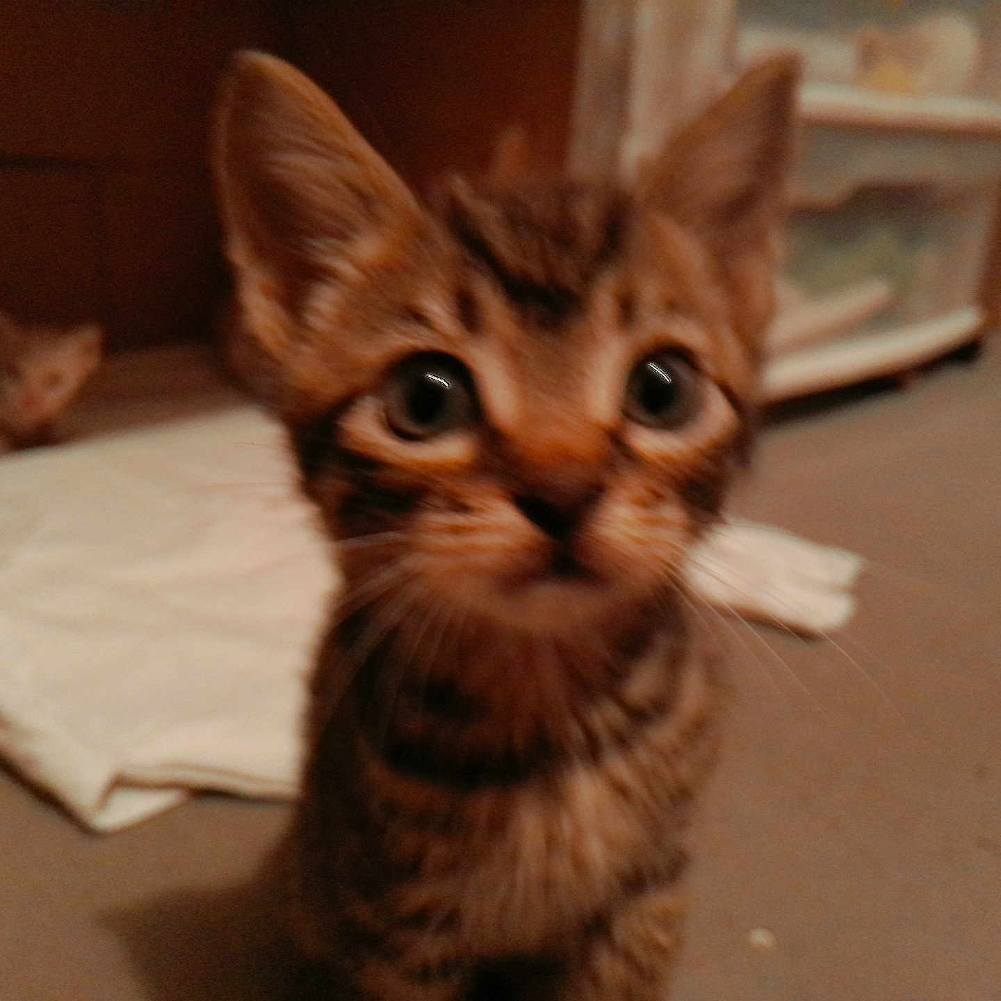 Tigger is registered to the contest to win money with this photo: animal, blurred_background, cat, close_up, curious, cute, domestic, ears, eyes, floor, fur, furniture, indoor, kitten, pet, small, tabby, whiskers, white_cloth, young