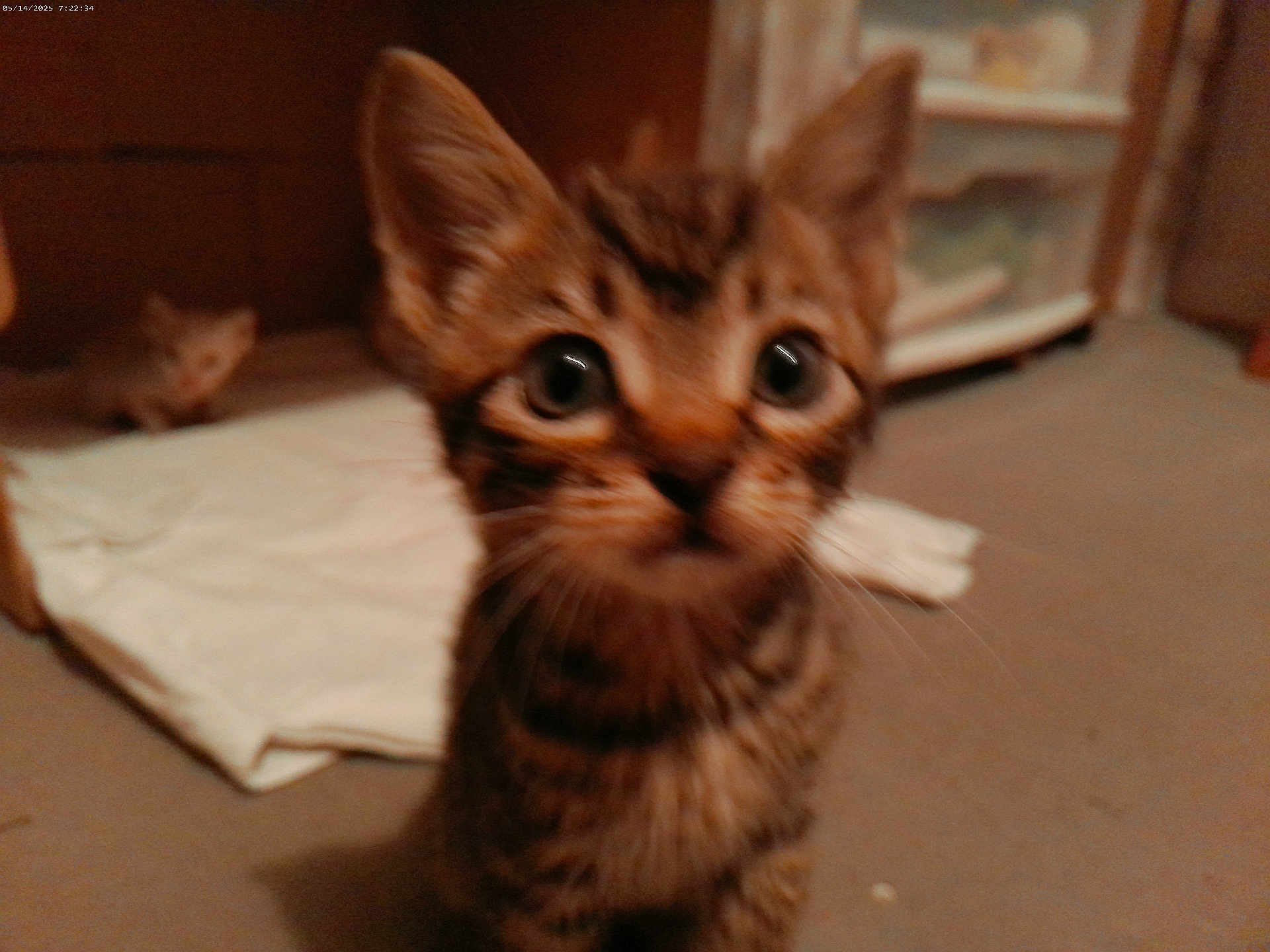 Tigger is registered to the contest to win money with this photo: kitten, tabby, cat, indoor, close_up, curious, blurred_background, white_cloth, floor, furniture, pet, animal, young, cute, ears, whiskers, eyes, fur, small, domestic
