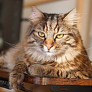 Djack participe au concours pour gagner de l'argent avec cette photo : animal, cat, closeup, cute, domestic_cat, ears, feline, fluffy, fur, indoor, mammal, paw, pet, portrait, relaxed, resting, tabby, whiskers, wooden_table, yellow_eyes