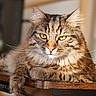 animal, cat, closeup, cute, domestic_cat, ears, feline, fluffy, fur, indoor, mammal, paw, pet, portrait, relaxed, resting, tabby, whiskers, wooden_table, yellow_eyes