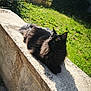 Venom a rejoint le concours — aidez-le/la à gagner de superbes lots ! cat, black_cat, fluffy, outdoor, sunlight, shadow, concrete, ledge, grass, garden, yellow_eyes, relaxed, pet, feline, nature, daylight, animal, fur, domestic_cat, resting