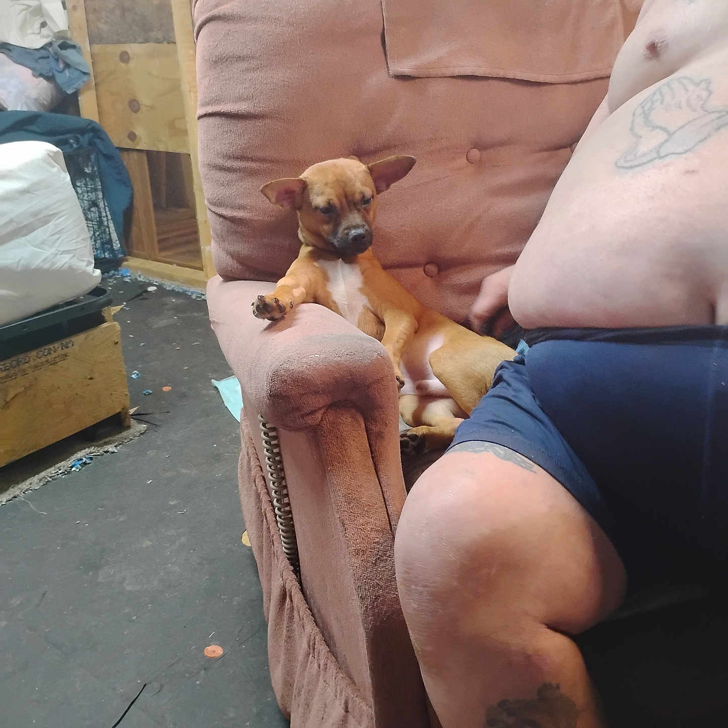 Bandit Anthony is registered to the contest to win money with this photo: dog, armchair, person, tattoo, shorts, indoor, floor, clutter, unfinished_wall, wood_paneling, relaxed, small_dog, seated, furniture, brown_dog, casual, resting, domestic, pet, living_space