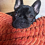 Pumba participe au concours pour gagner de l'argent avec cette photo : animal, black_dog, close_up, companion, cozy, cushion, cute, dog, ears, french_bulldog, fur, indoor, looking_up, orange_cushion, pet, portrait, resting, sleepy, snout, texture