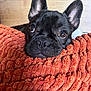 animal, black_dog, close_up, companion, cozy, cushion, cute, dog, ears, french_bulldog, fur, indoor, looking_up, orange_cushion, pet, portrait, resting, sleepy, snout, texture