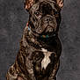 Pumba a rejoint le concours — aidez-le/la à gagner de superbes lots ! animal, background, brindle, brown_eyes, canine, collar, cute, dog, ears_up, french_bulldog, fur, indoor, isolated, looking_at_camera, paw, pet, portrait, sitting, studio, white_patch