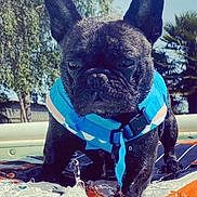 Stitch a rejoint le concours — aidez-le/la à gagner de superbes lots ! animal, bulldog, canine, clothing, dog, frenchbulldog, leisureactivities, lifejacket, outdoors, person, pet, plant, pool, pottedplant, puppy, summer, swimmingpool, swimwear, vest, water