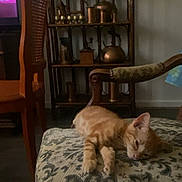 Momox participe au concours pour gagner de l'argent avec cette photo : animal, books, brass, cat, chair, cozy, cushion, domestic, furniture, home, indoor, kitten, orange_cat, pattern, pet, relaxing, shelf, sleeping, vintage, wooden_furniture