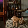 animal, books, brass, cat, chair, cozy, cushion, domestic, furniture, home, indoor, kitten, orange_cat, pattern, pet, relaxing, shelf, sleeping, vintage, wooden_furniture