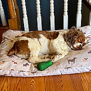 Benny joined the competition — help win amazing prizes! dog, sleeping, brown_and_white, pillow, dog_pattern, wooden_floor, toy, green_toy, indoor, resting, curly_ears, pet, cozy, relaxed, home, railing, quiet, fur, animal, cute