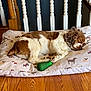 dog, sleeping, brown_and_white, pillow, dog_pattern, wooden_floor, toy, green_toy, indoor, resting, curly_ears, pet, cozy, relaxed, home, railing, quiet, fur, animal, cute