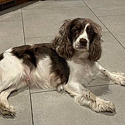 Stormi Jo is registered to the contest to win money with this photo: dog, lying_down, brown_and_white, long_ears, pet, indoors, tile_floor, calm, fur, mammal, animal, companion, looking_at_camera, cute, domestic, resting, quiet, floor, spot, white