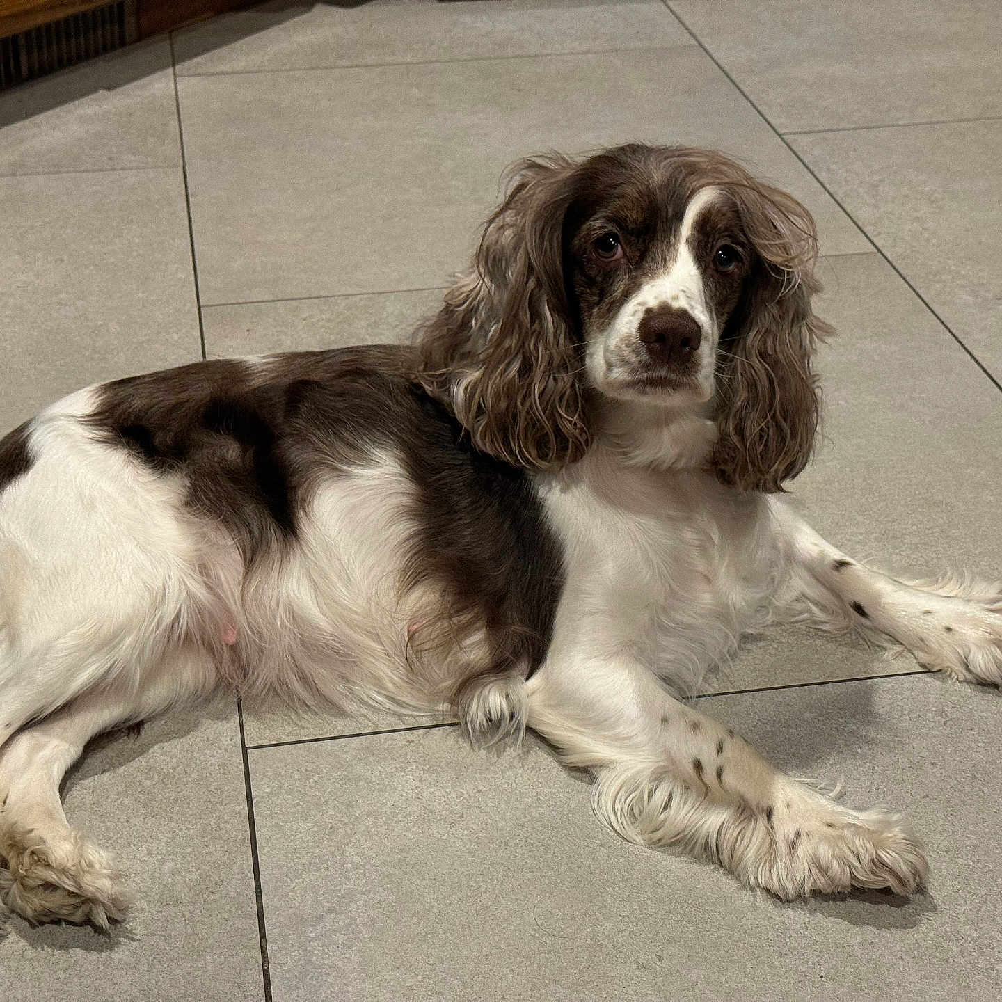 Stormi Jo is registered to the contest to win money with this photo: animal, brown_and_white, calm, companion, cute, dog, domestic, floor, fur, indoors, long_ears, looking_at_camera, lying_down, mammal, pet, quiet, resting, spot, tile_floor, white