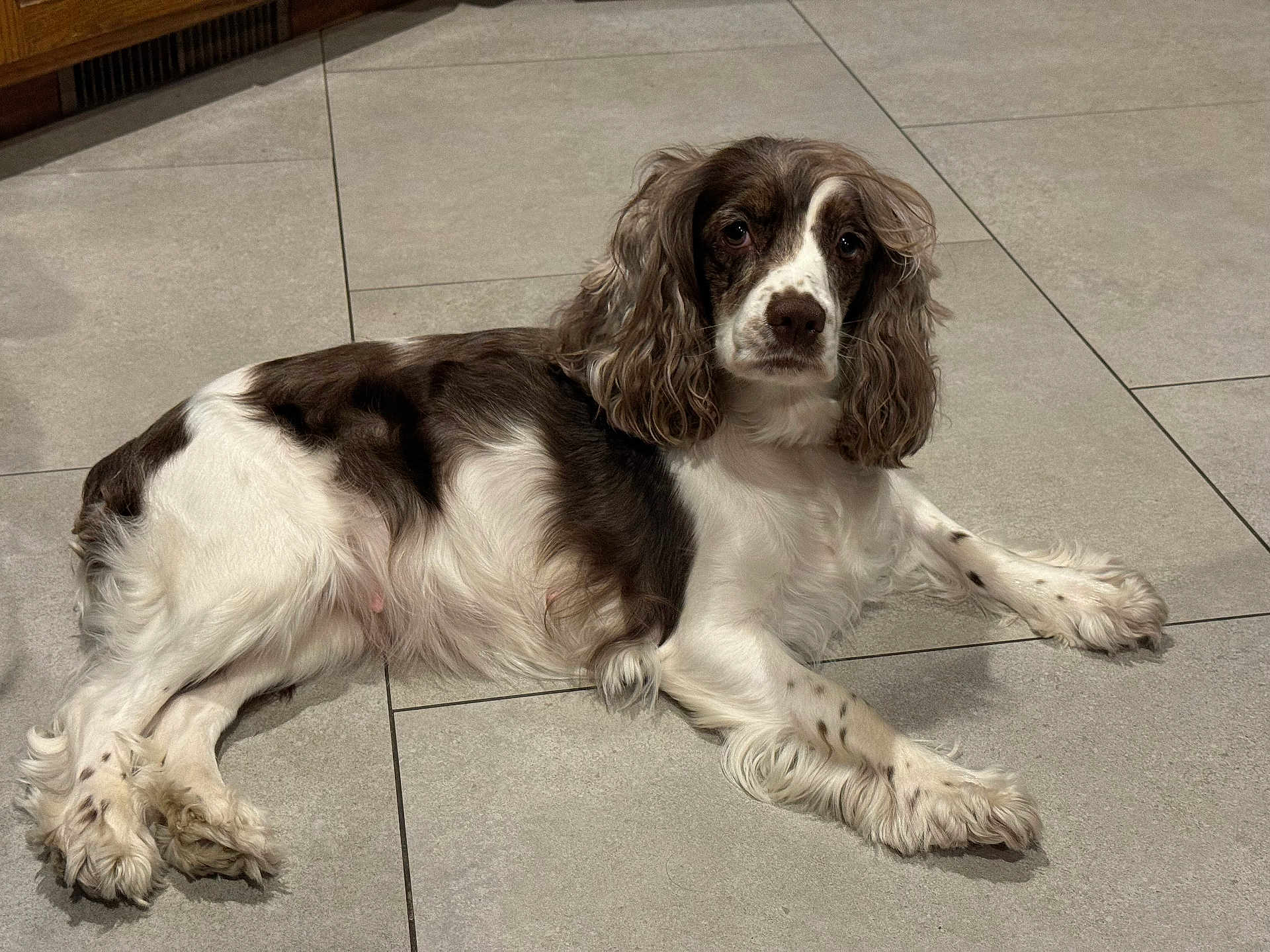 Stormi Jo is registered to the contest to win money with this photo: dog, lying_down, brown_and_white, long_ears, pet, indoors, tile_floor, calm, fur, mammal, animal, companion, looking_at_camera, cute, domestic, resting, quiet, floor, spot, white