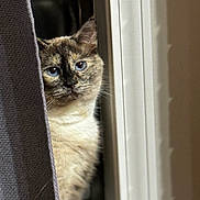 Stella is registered to the contest to win money with this photo: cat, blue_eyes, curtain, window, peeking, fur, indoor, pet, animal, whiskers, close_up, light, shadow, curious, face, portrait, soft_light, domestic, feline, cozy