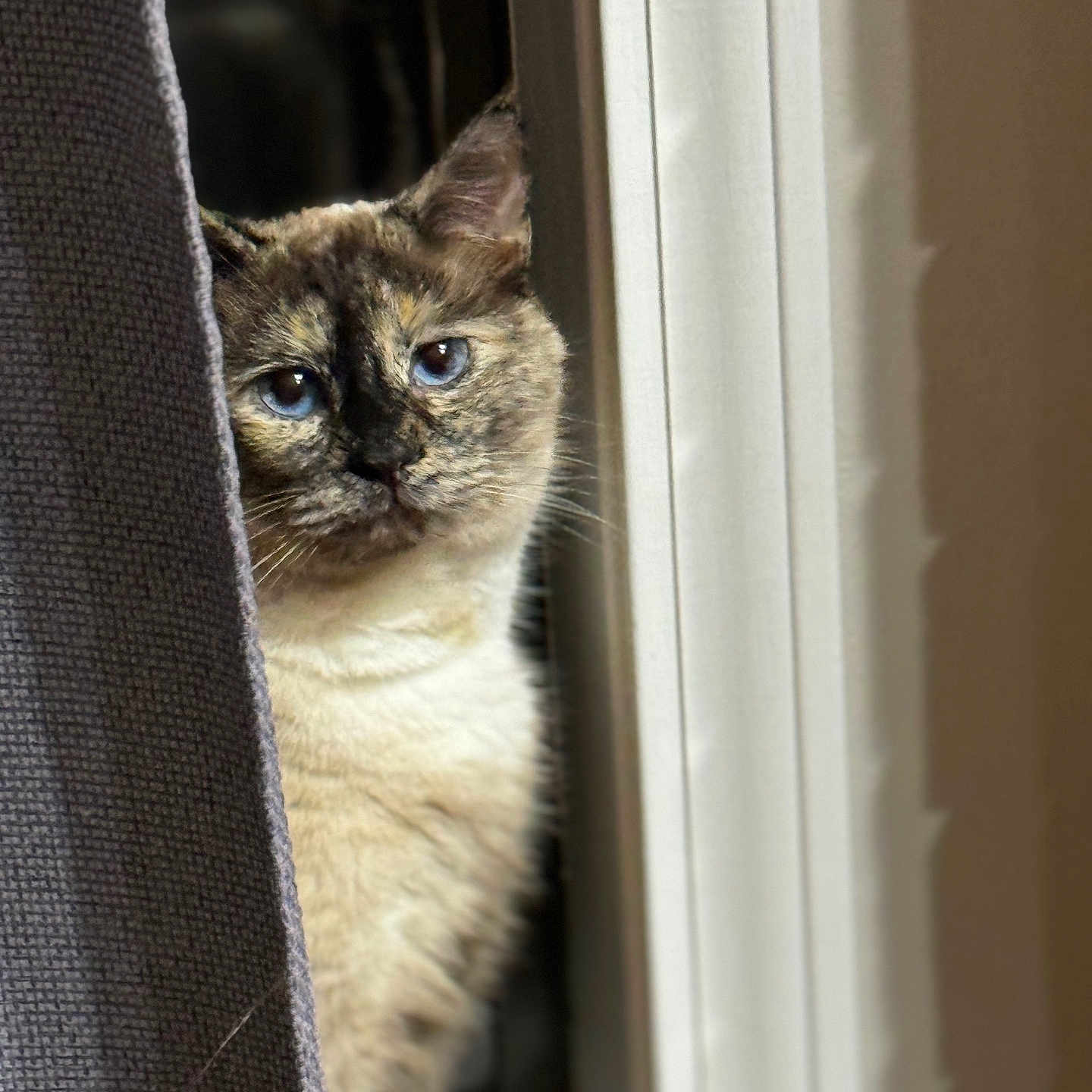 Stella is registered to the contest to win money with this photo: animal, blue_eyes, cat, close_up, cozy, curious, curtain, domestic, face, feline, fur, indoor, light, peeking, pet, portrait, shadow, soft_light, whiskers, window