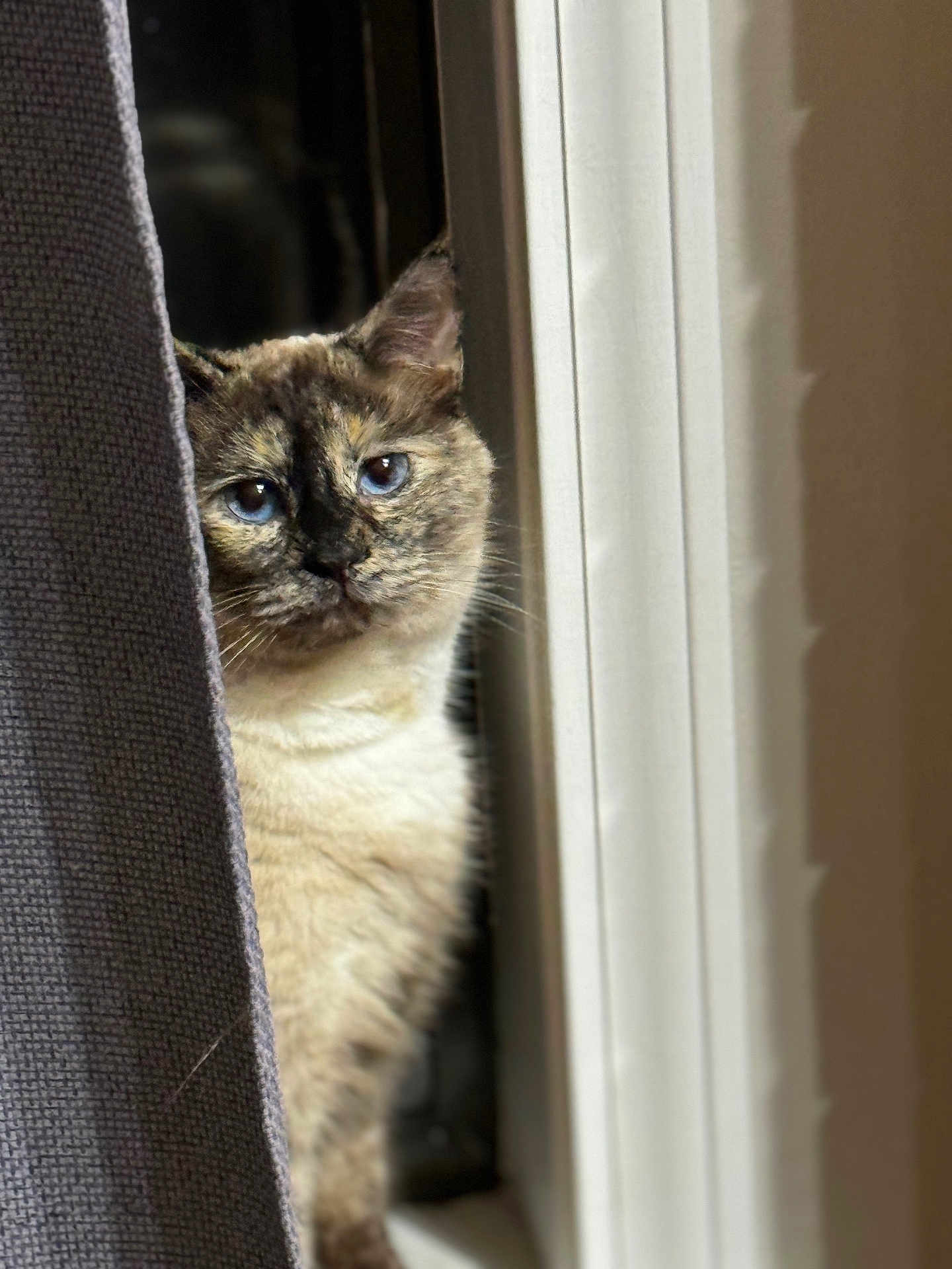 Stella is registered to the contest to win money with this photo: cat, blue_eyes, curtain, window, peeking, fur, indoor, pet, animal, whiskers, close_up, light, shadow, curious, face, portrait, soft_light, domestic, feline, cozy