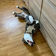 Lounala a rejoint le concours — aidez-le/la à gagner de superbes lots ! black, brown, cabinet, canine, collar, dog, domestic_animal, flooring, furniture, home, indoor, lying_down, pet, playful, relaxed, resting, smiling, white, wood, wooden_floor