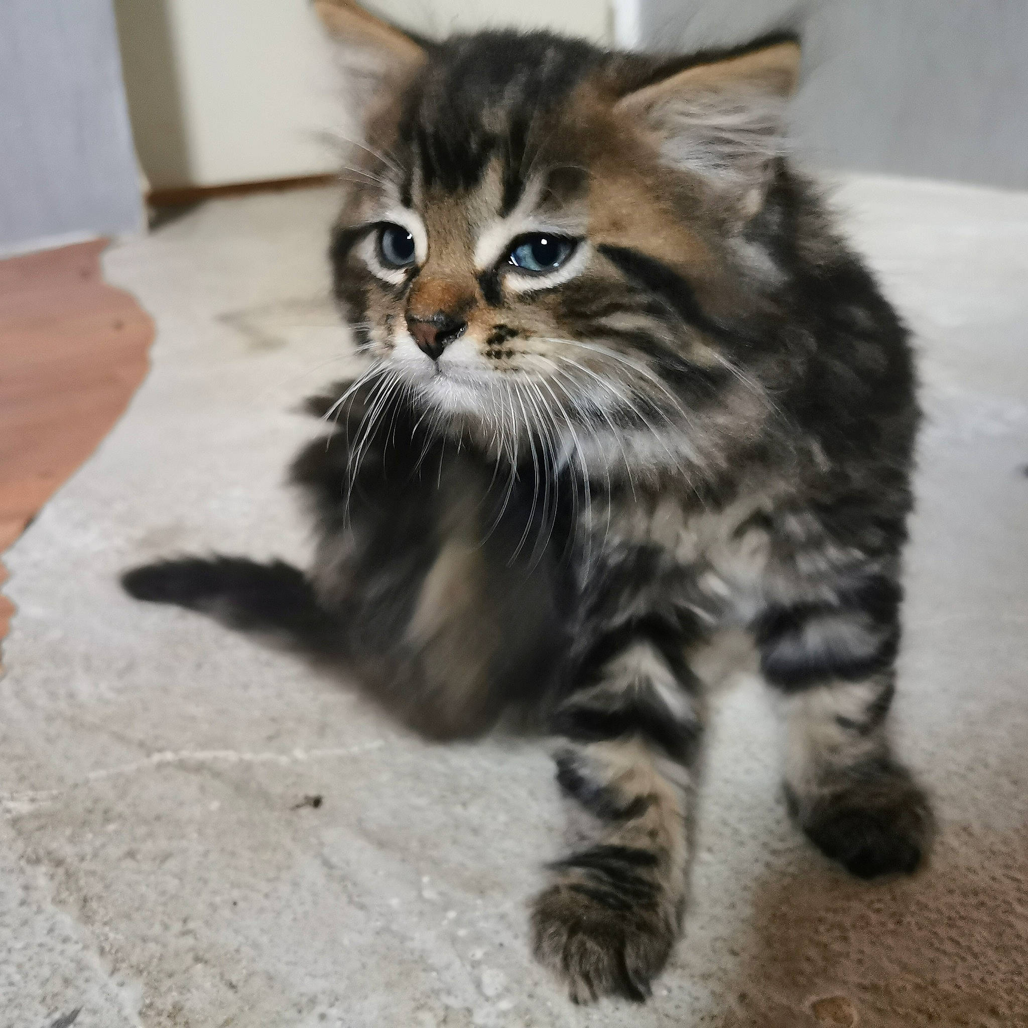 Avatar a rejoint le concours — aidez-le/la à gagner de superbes lots ! american_curl, asian, carnivore, cat, domestic_long_haired_cat, domestic_short_haired_cat, dragon_li, european_shorthair, felidae, kitten, maine_coon, mammal, norwegian_forest_cat, pixie_bob, siberian, small_to_medium_sized_cats, tabby_cat, vertebrate, whiskers, wild_cat