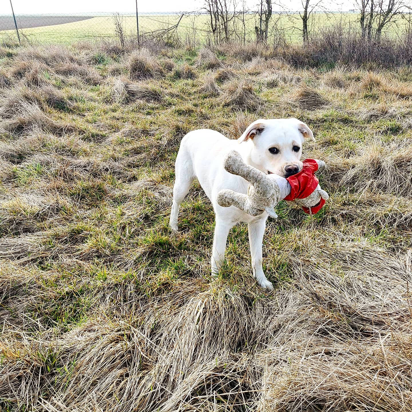 Raptor participe au concours pour gagner de l'argent avec cette photo : adventure, canidae, carnivore, companion_dog, dog, dog_breed, fawn, fence, grass, grassland, hunting_dog, labrador_retriever, landscape, non_sporting_group, plant, retriever, soil, sporting_group, tail, working_animal