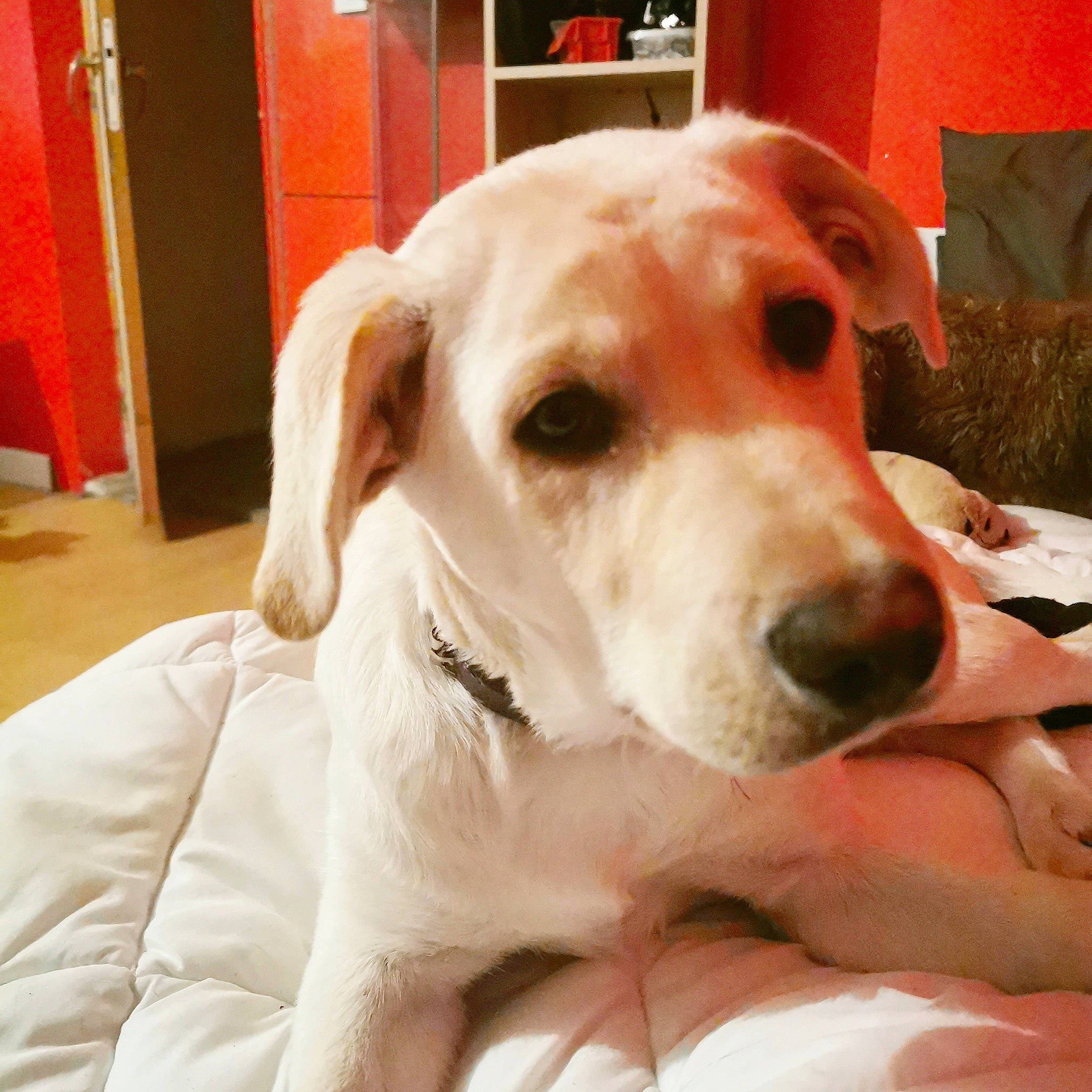 Raptor participe au concours pour gagner de l'argent avec cette photo : canidae, carnivore, companion_dog, dog, dog_breed, ear, labrador_retriever, mammal, non_sporting_group, nose, rare_breed_dog, snout, sporting_group, vertebrate, whiskers