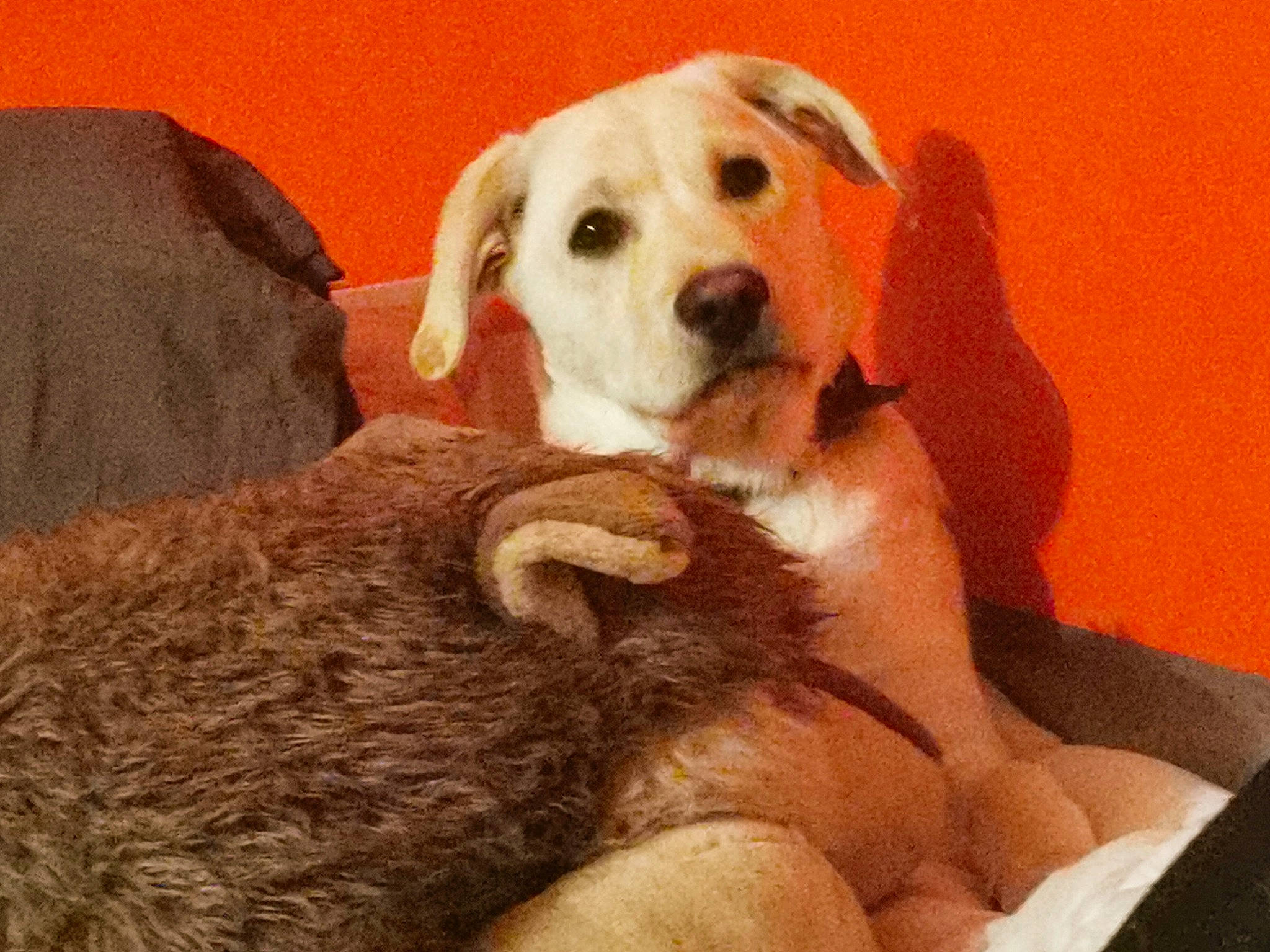 Raptor a rejoint le concours — aidez-le/la à gagner de superbes lots ! beagador, canidae, carnivore, companion_dog, dog, dog_breed, fawn, labrador_retriever, mammal, puppy, puppy_love, retriever, snout, sporting_group, vertebrate