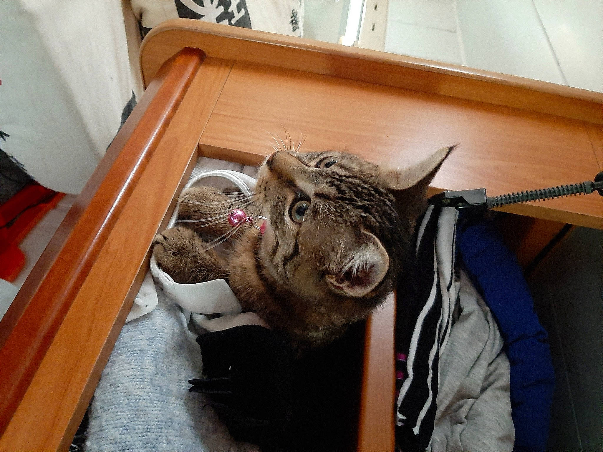 Cacahuète participe au concours pour gagner de l'argent avec cette photo : bird_of_prey, carnivore, cat, claw, comfort, felidae, fur, personal_protective_equipment, room, safety_glove, small_to_medium_sized_cats, tail, terrestrial_animal, whiskers, wood