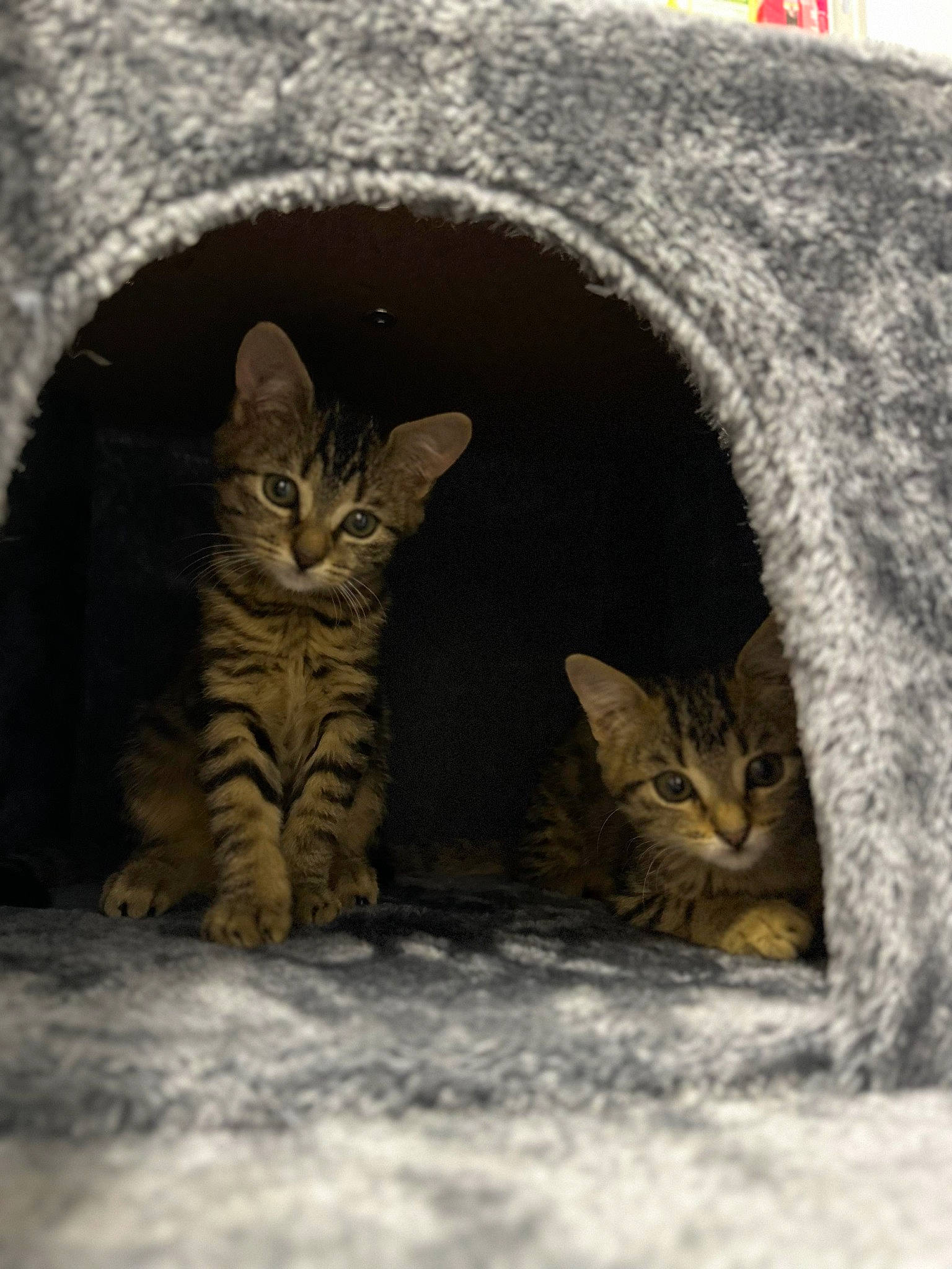 Cacahuète a rejoint le concours — aidez-le/la à gagner de superbes lots ! carnivore, cat, claw, domestic_short_haired_cat, fawn, felidae, fur, mammal, paw, sand, small_to_medium_sized_cats, snout, tail, terrestrial_animal, vertebrate, whiskers, wildlife