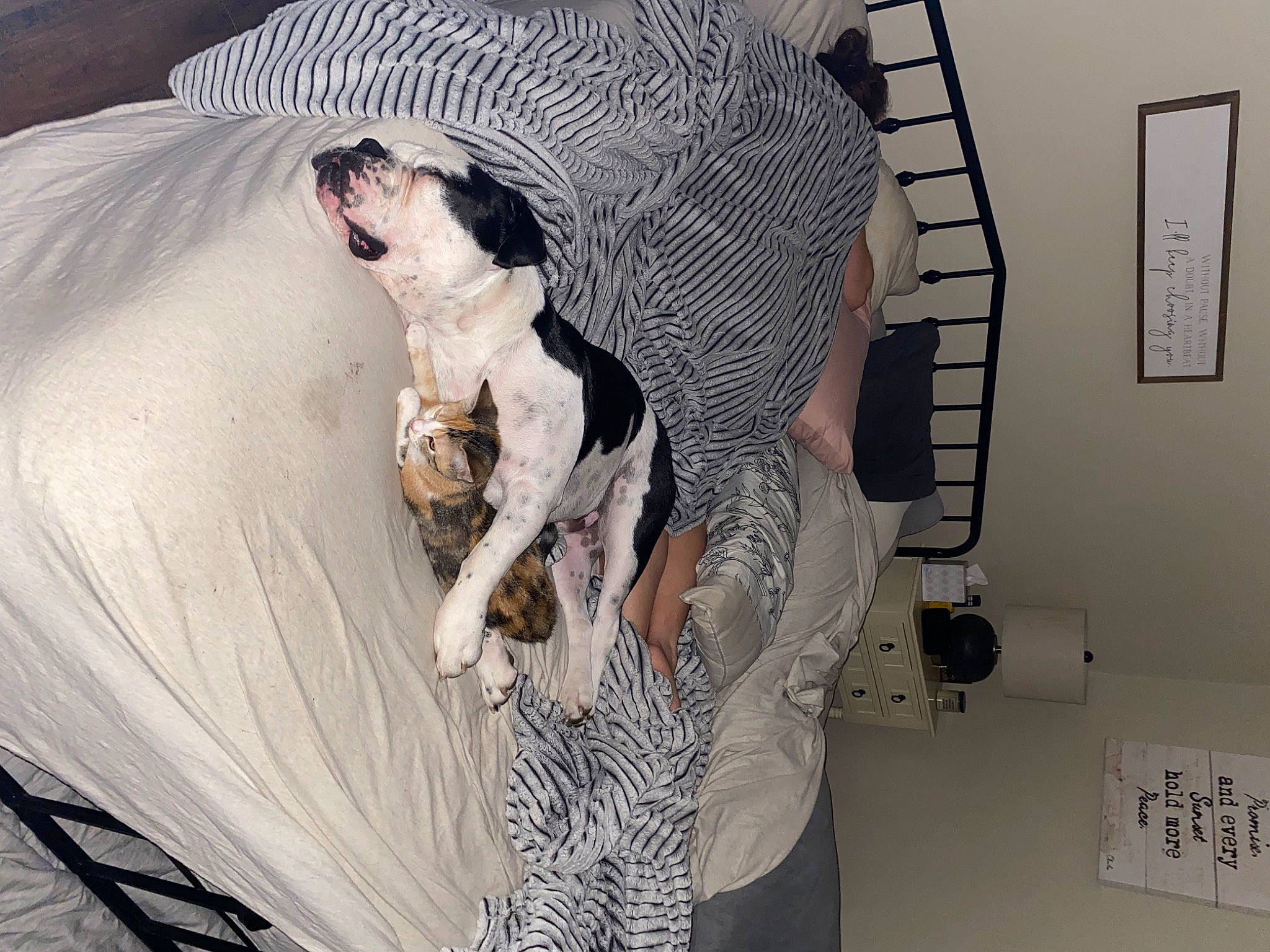 Charlie is registered to the contest to win money with this photo: arm, art, automotive_design, comfort, dress, eyewear, fashion_design, fun, fur, hand, human_leg, linens, pattern, room, sleeve, style, t_shirt, thigh, visual_arts, white