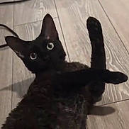 Yoru is registered to the contest to win money with this photo: animal, black_cat, cat, close_up, curious, ears, feline, floor, fur, indoor, looking_at_camera, lying_down, paw, pet, playful, raised_paw, stretching, whiskers, wide_eyes, wooden_floor