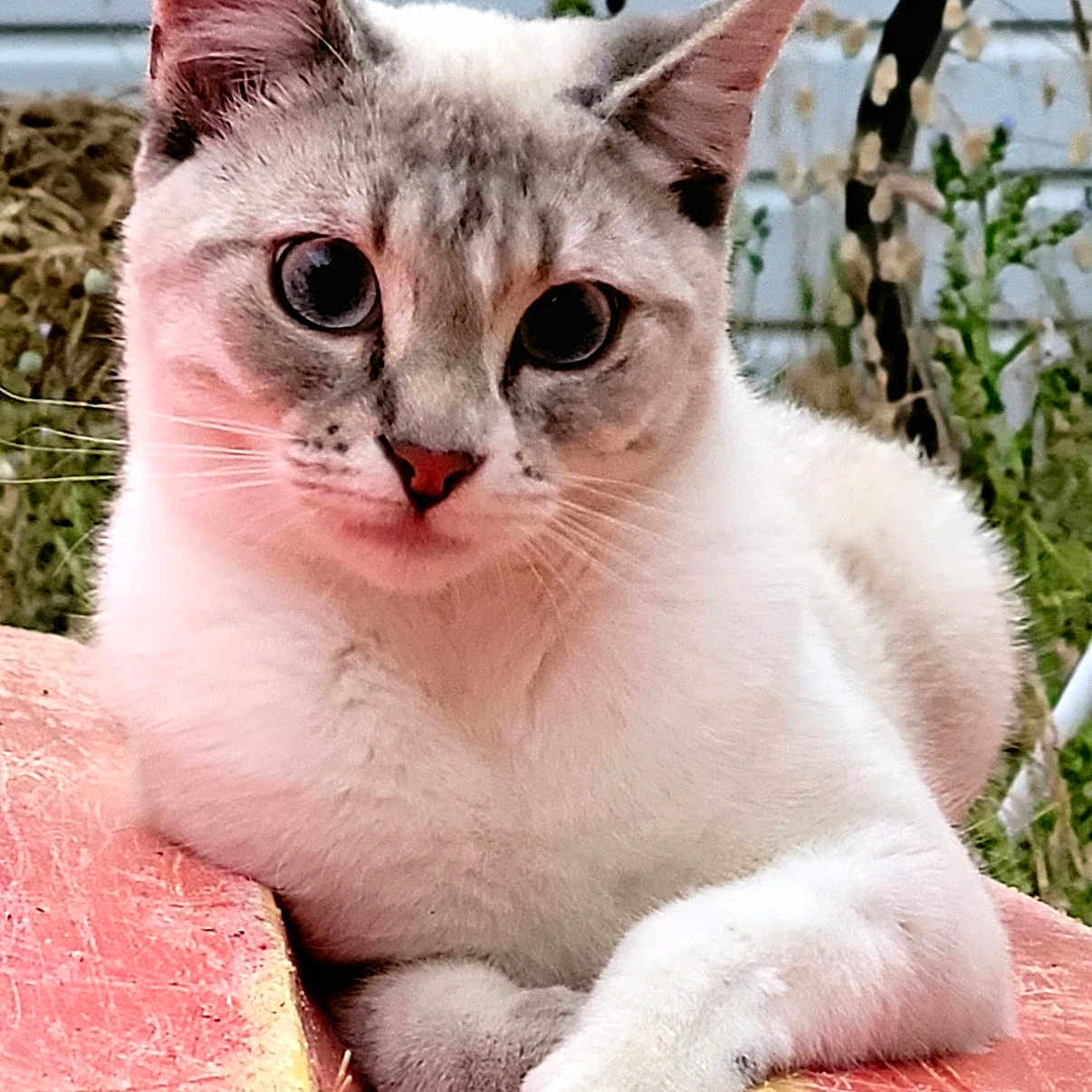 Chaka participe au concours pour gagner de l'argent avec cette photo : animal, background, bicycle_wheel, blue_eyes, cat, closeup, curious, cute, domestic_cat, feline, fur, mammal, nature, outdoor, paw, pet, portrait, relaxed, resting, whiskers