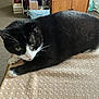 animal, black_and_white, blanket, carpet, cat, close_up, cute, domestic_cat, fur, furniture, green_eyes, indoor, lounging, paw, pet, portrait, resting, table, tuxedo_cat, whiskers