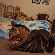 Léo Et Max a rejoint le concours — aidez-le/la à gagner de superbes lots ! animal, baby, bed, bedroom, blanket, cat, chair, couch, cushion, face, furniture, head, homedecor, indoors, interiordesign, person, pet, photography, portrait, room