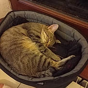 Petitou a rejoint le concours — aidez-le/la à gagner de superbes lots ! cat, tabby, sleeping, pet_bed, cozy, indoor, window, feline, resting, curled_up, fur, animal, domestic, quiet, relaxing, cute, warm, home, comfort, peaceful