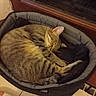 cat, tabby, sleeping, pet_bed, cozy, indoor, window, feline, resting, curled_up, fur, animal, domestic, quiet, relaxing, cute, warm, home, comfort, peaceful